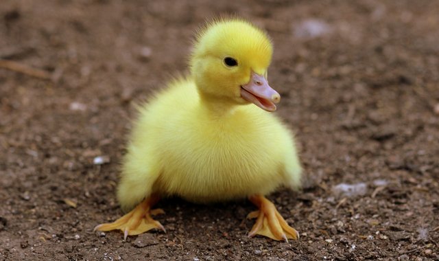 duckling-1596732_1280.jpg