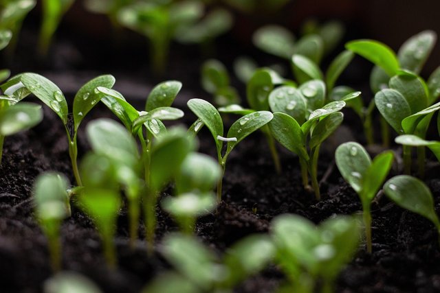 seedlings-7110591_1280.jpg