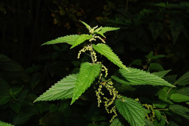 stinging-nettle-432331_1920.jpg