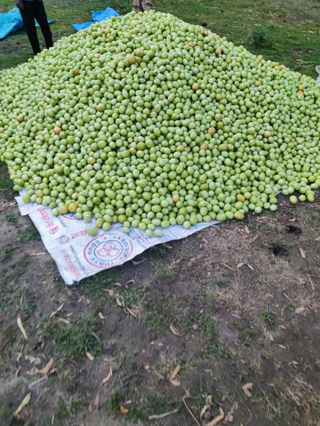 1000035142.jpg