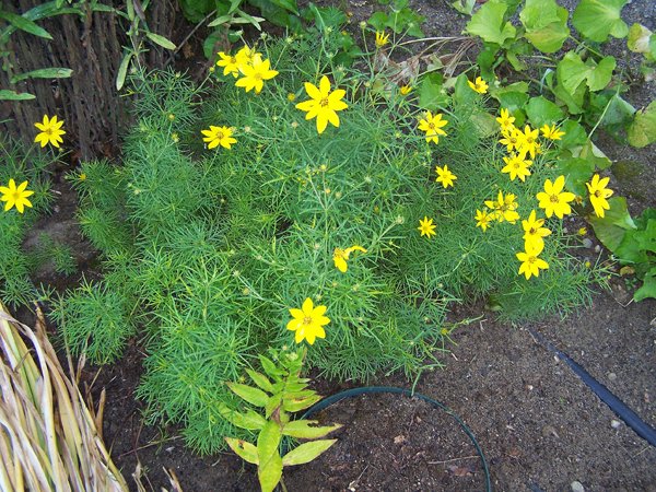 1st Fence - needleleaf coreopsis crop July 2018.jpg