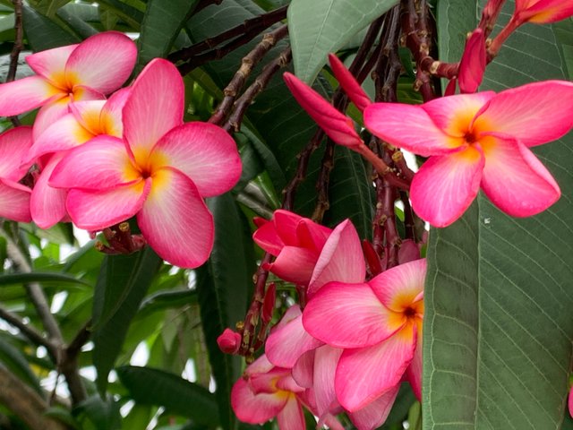 flower104.jpg