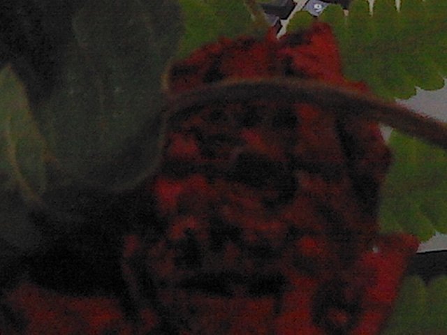 IMG_20121128_073658.jpg