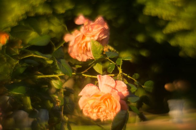 DSC00977.jpg