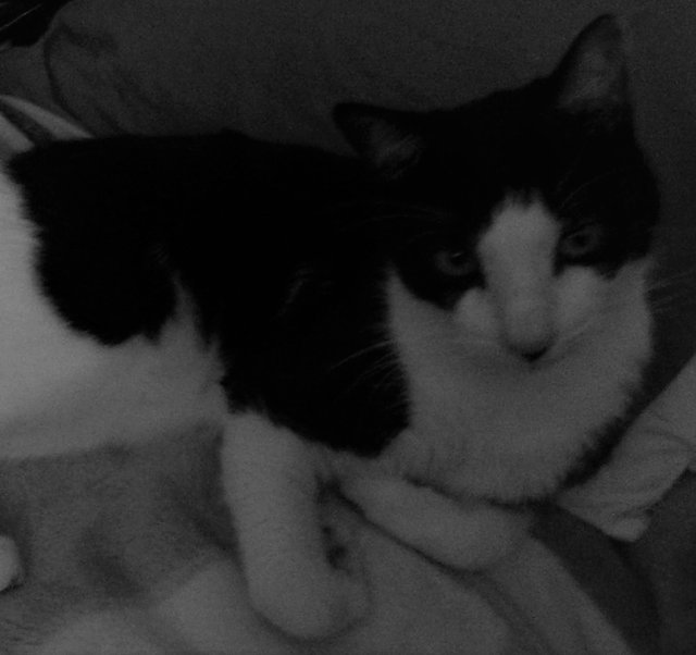 Cat Photography, B&W Ryan Blanket, May 14 2017.jpg