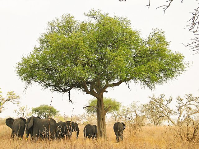 Elephants_around_tree_in_Waza,_Cameroon.jpg