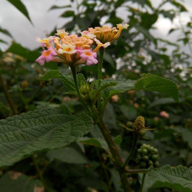 Tony SUB 20180720_030129.jpg