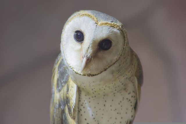 owl-6884773_1920.jpg