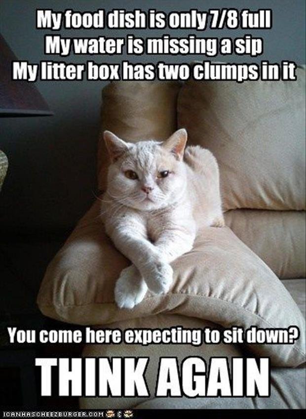 cats-have-staff-11 (1).jpg