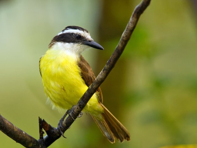 Great-Kiskadee-1.jpg