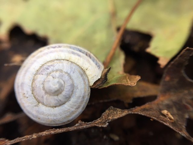 Snail Decay Leaves.JPG