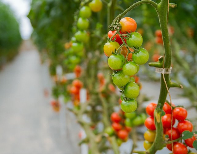 tomatoes-3446424_1280.jpg