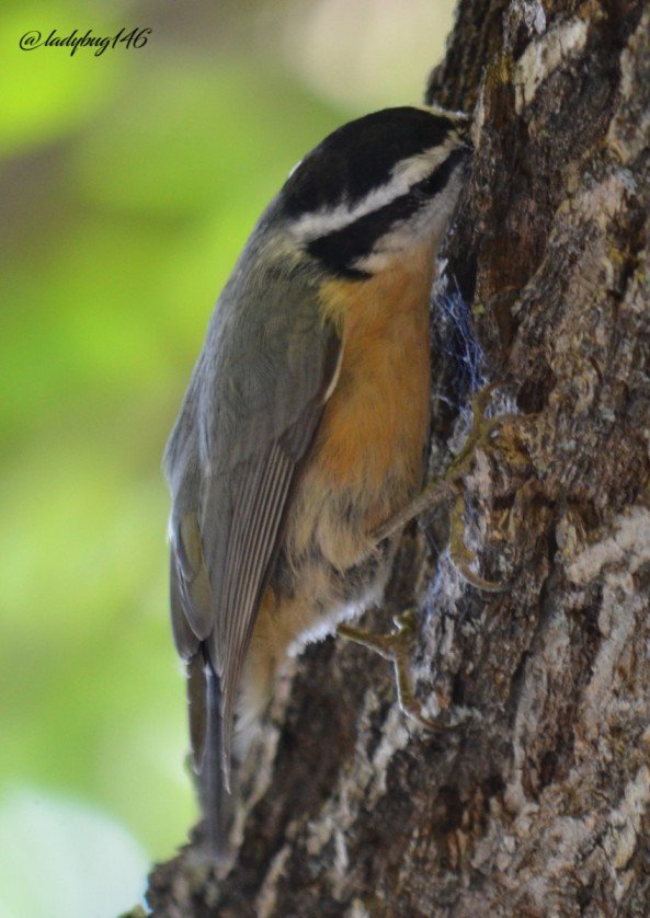 red breasted nuthatch (1) (1).jpg