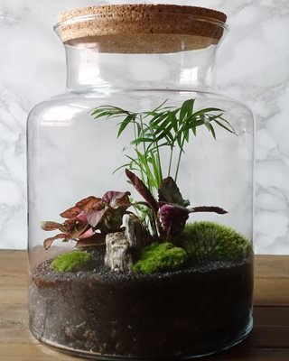 terrarium-houseplants-shutterstock-com_14278.jpg