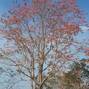 arbol anaranjado lleno de pájaros.jpg