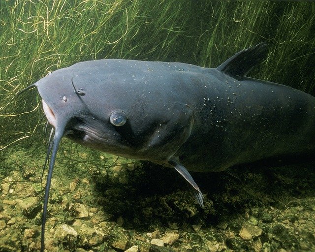 channel-catfish-86584_640.jpg