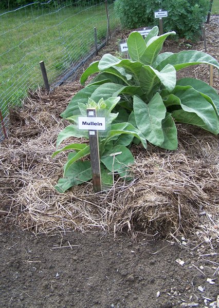 New Herb garden - Row 1 - mullein crop June 2018.jpg