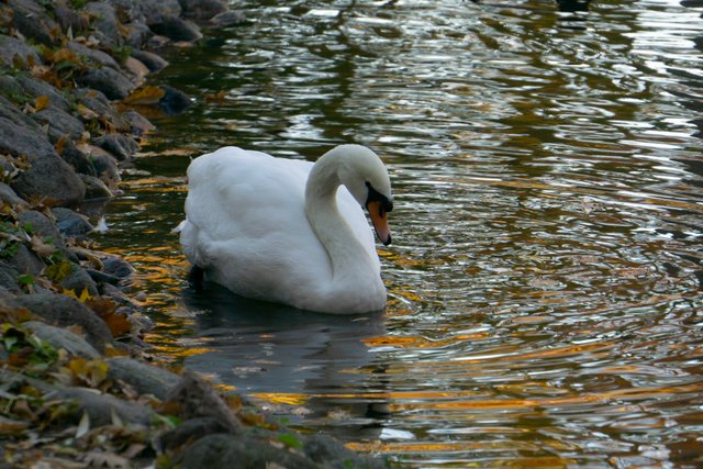 DSC02941.jpg