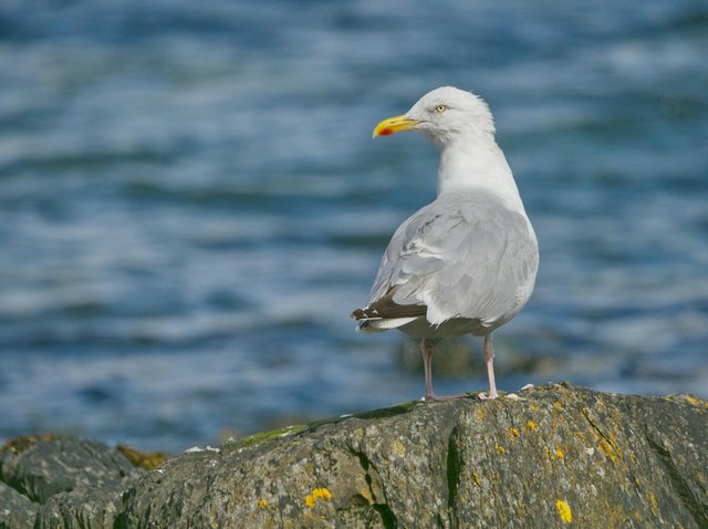 free-photo-of-close-up-of-a-seagull-standing-on-a-rock-on-a-shore.jpeg