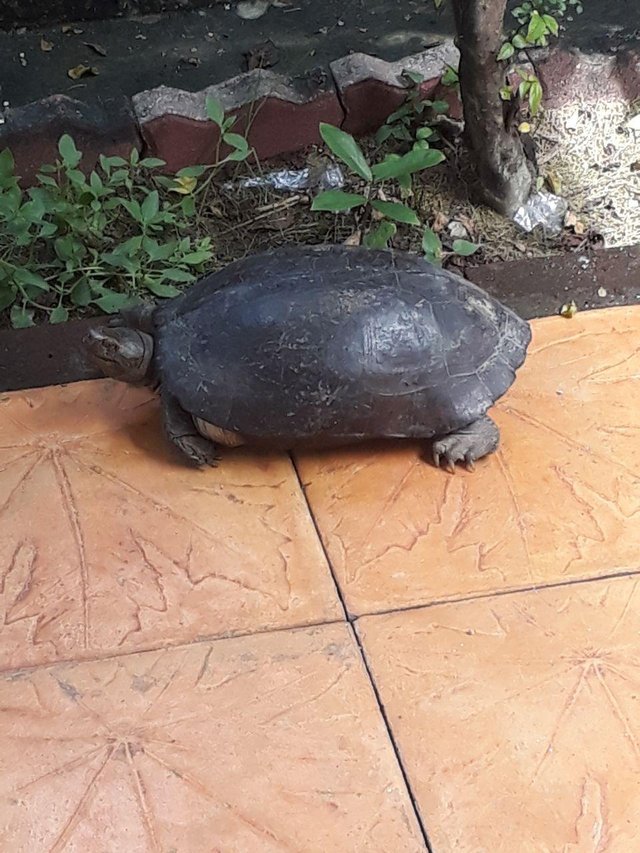 Turtle3.jpg