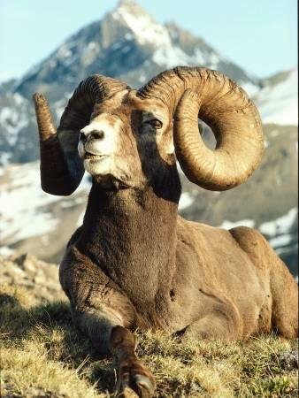 jeff-foott-bighorn-sheep-ram-sits-on-grass_u-l-q10bmw70.jpg