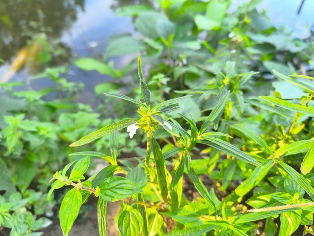 IMG_20250526_172735.jpg