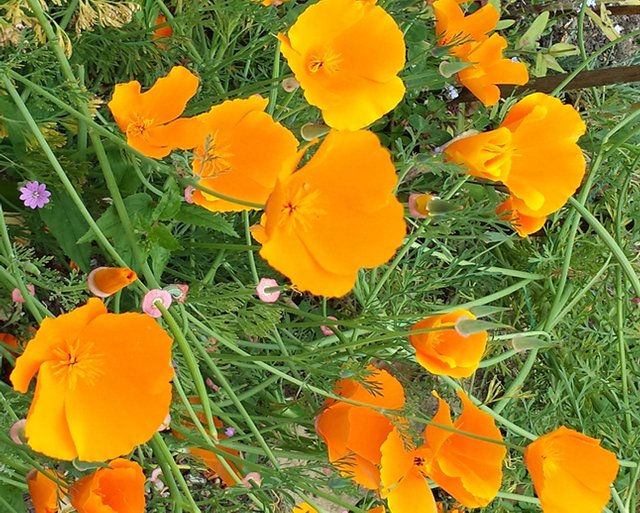 Calif Poppies.jpg