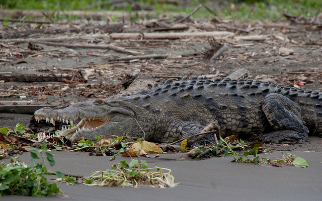 CAIMAN FOUND EATING A DOG.png