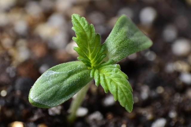 primeira fase de crescimento cannabis maconha cultivar marijuan.jpg
