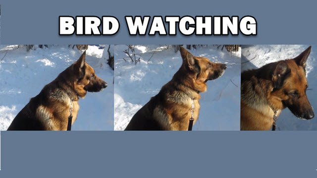Bruno bird watching snap 640 x 360.jpg
