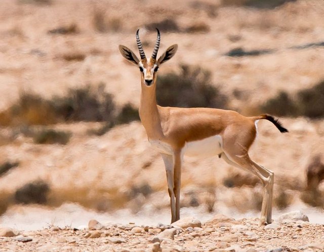 Desert-Animals-Dorcas-Gazelle.jpg