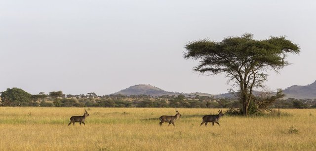 Safari-dans-le-parcn-national-du-Serengeti-en-Tanzanie-1.jpg