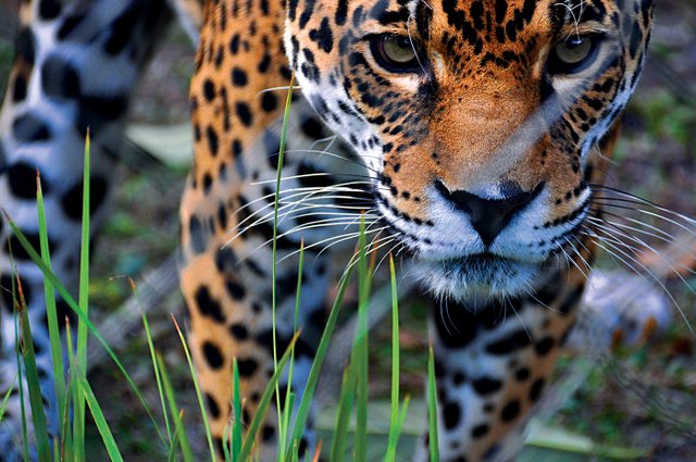 Jaguar-Stare-Down.jpg
