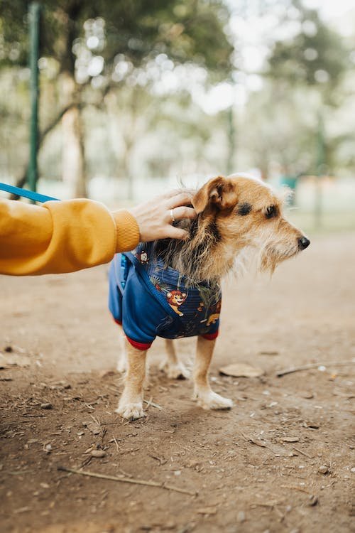 free-photo-of-caminando-animal-perro-mascota.jpeg