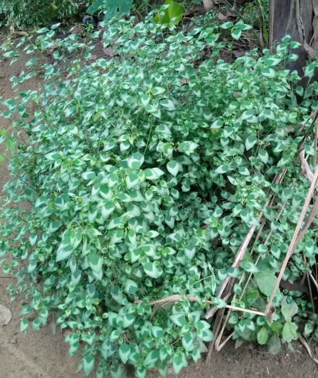 Lamium maculatum 'purple dragon'.jpg