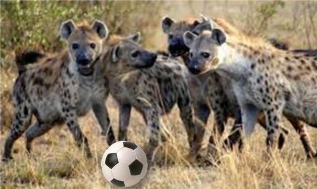 hienas jugando pelota.jpg