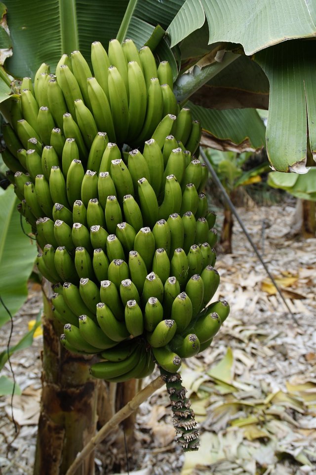 banana-plantation-2417174_1280.jpg