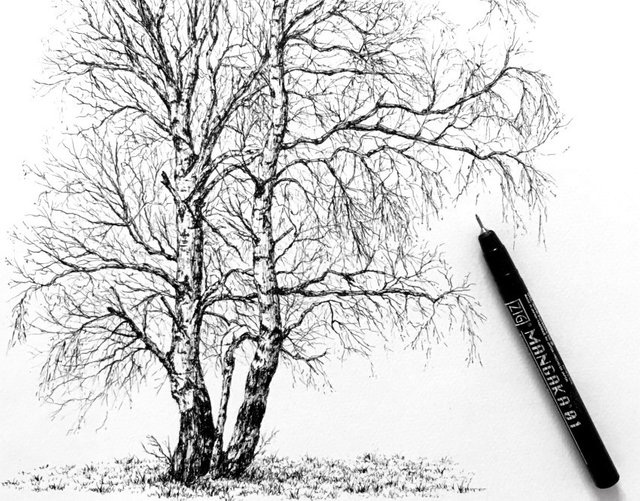 birch-trees-pen-drawing.jpg