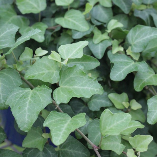 Hedera-Ivy-Green.jpg