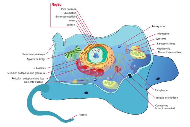 724px-Animal_cell_structure_fr.svg.png