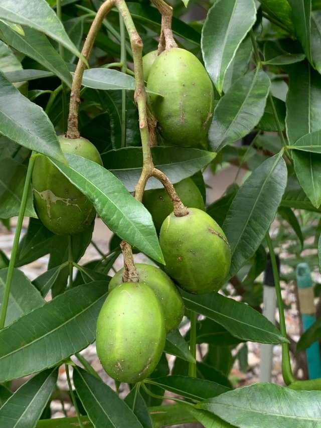 fruit18.jpg