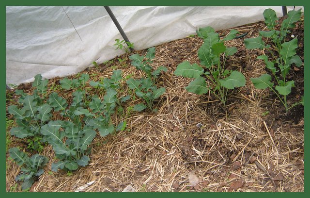 broccolli plants in greenhouse.JPG