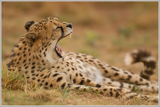 (Acinonyx jubatus)....jpg