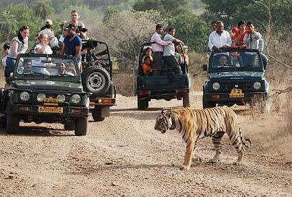 rajasthan-wildlife-tour-751.jpg