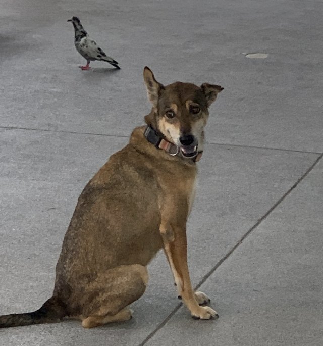 stray dog1.jpg