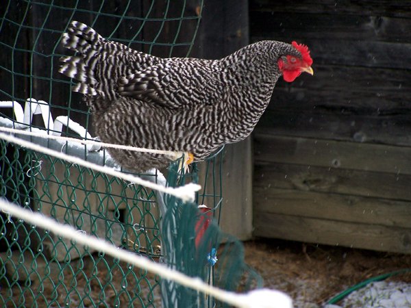 Chickens in snow - Ernie, but wait, what's she doing crop Dec. 08.jpg