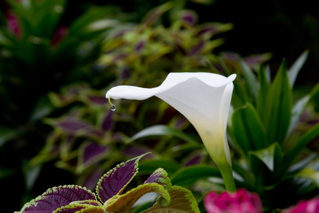 Calla lily symbol of purity - Lirio de cala símbolo de pureza — Steemit