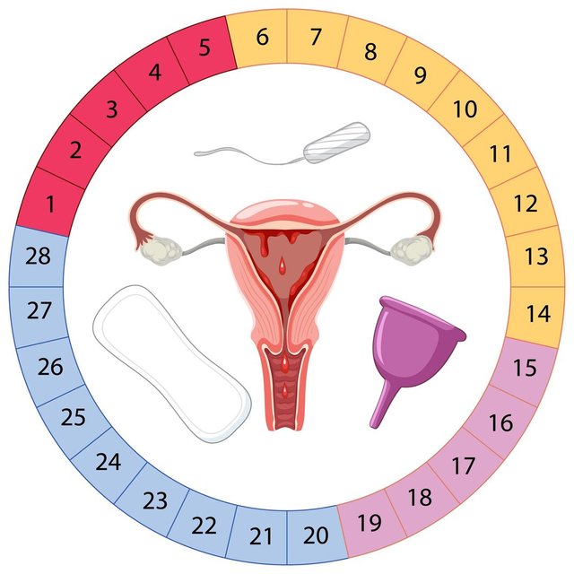 stages-menstrual-cycle_1308-134482.jpg