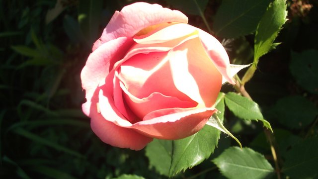 DSCF3535.JPG