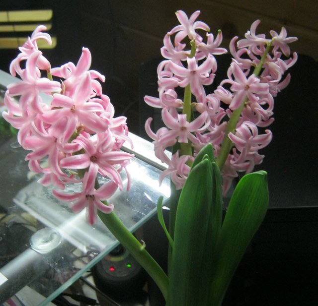 hyacinth blooms.JPG